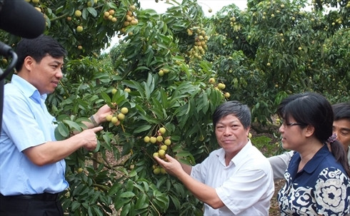 Granting VietGAP certificates to 3 early lychee regions